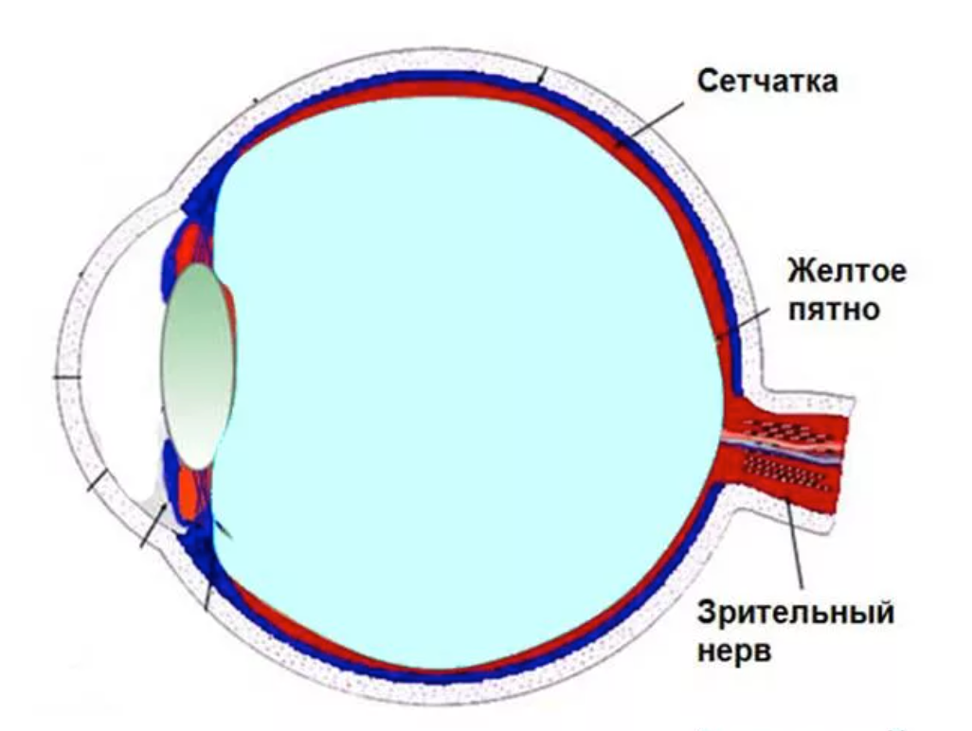 схема крепления глазного нерва к сетчатке